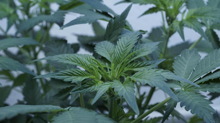 Russian Automatic X Sonnenerde. Week 6