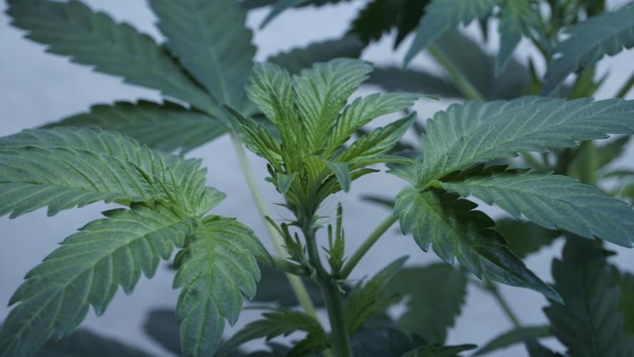 Russian Automatic X Sonnenerde. Week 6