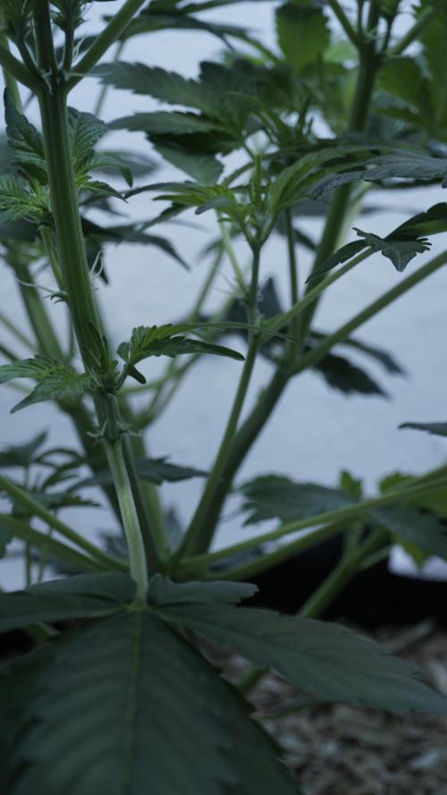 Russian Automatic X Sonnenerde. Week 6
