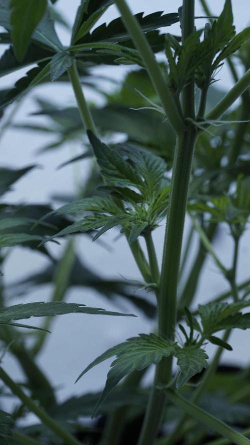 Russian Automatic X Sonnenerde. Week 6