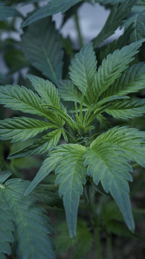 Russian Automatic X Sonnenerde. Week 6