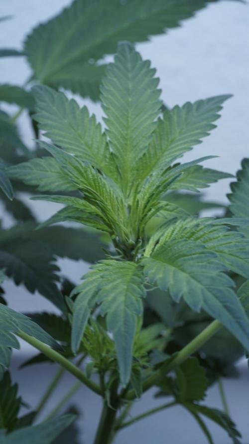 Russian Automatic X Sonnenerde. Week 6