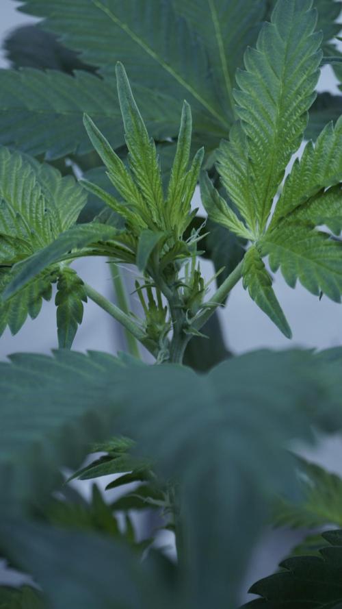 Russian Automatic X Sonnenerde. Week 6