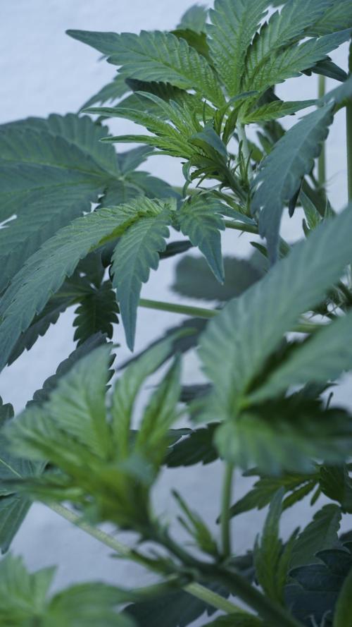 Russian Automatic. Week 6