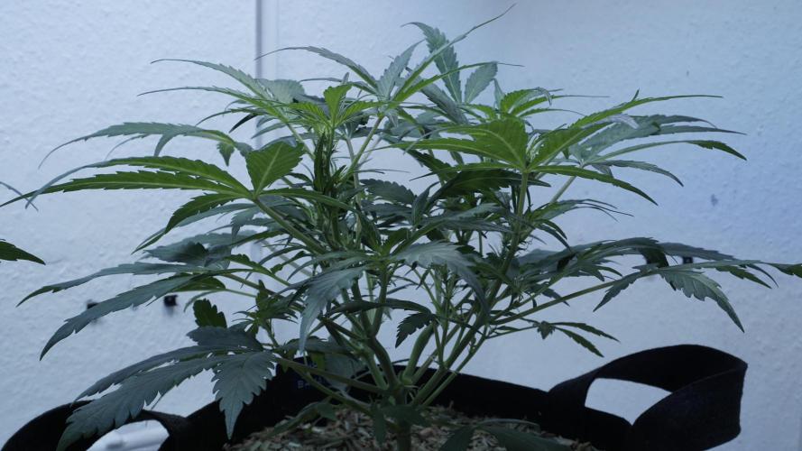 White Banana X Sonnenerde. Week 6