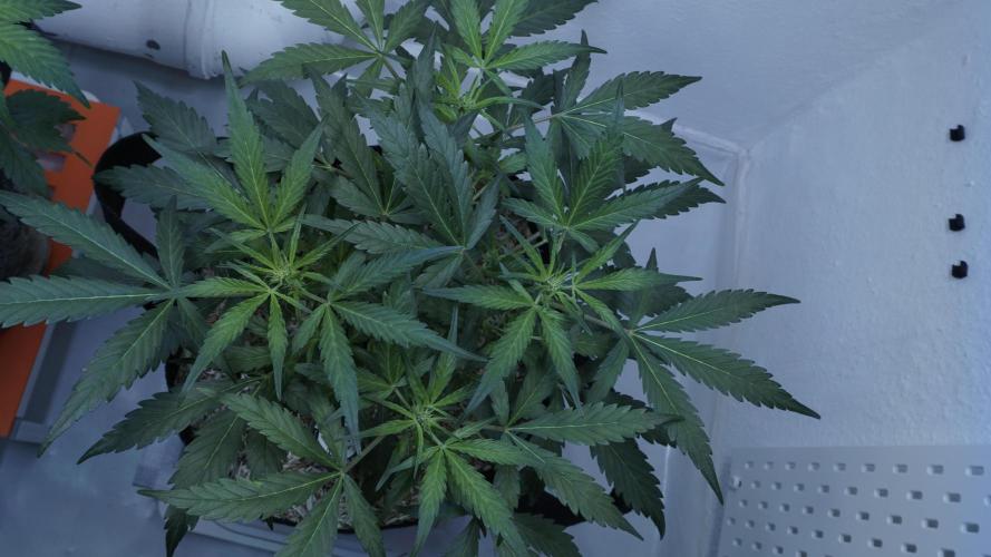 White Banana X Sonnenerde. Week 6