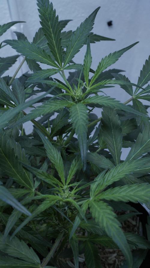 White Banana X Sonnenerde. Week 6