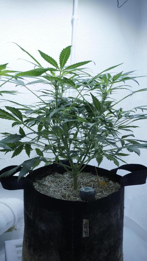 White Banana X Sonnenerde. Week 7