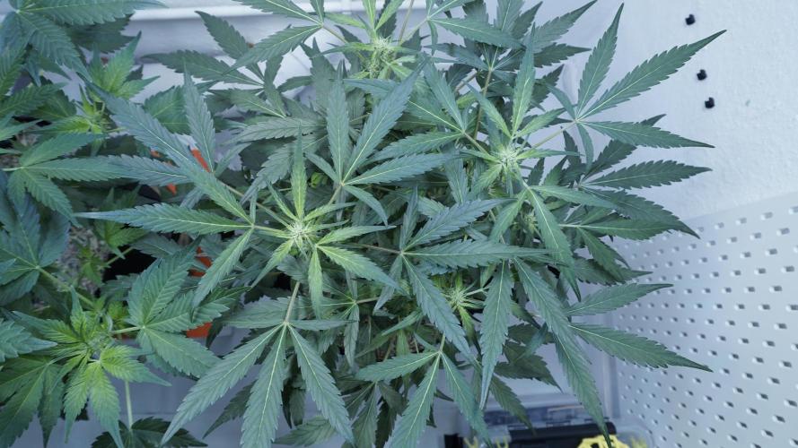 White Banana X Sonnenerde. Week 7