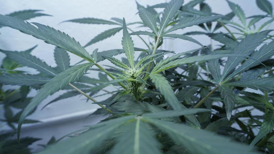 White Banana X Sonnenerde. Week 7