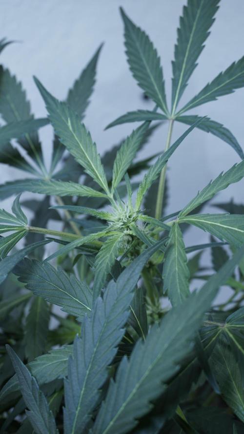 White Banana X Sonnenerde. Week 7