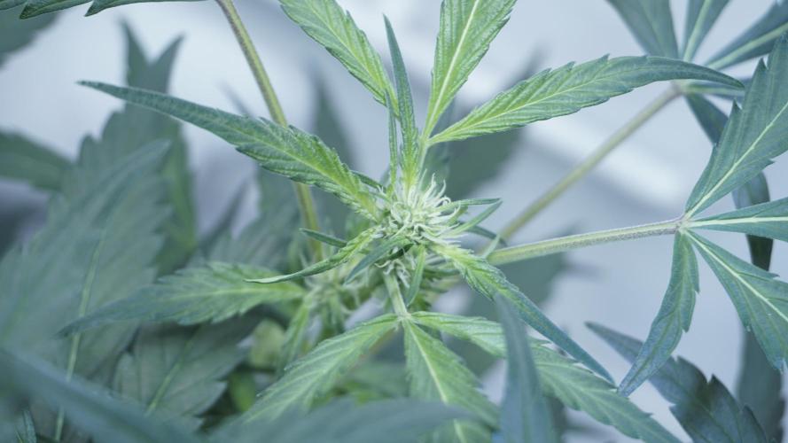 White Banana X Sonnenerde. Week 7