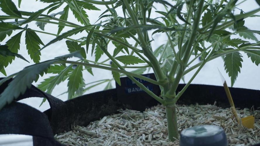 White Banana X Sonnenerde. Week 7