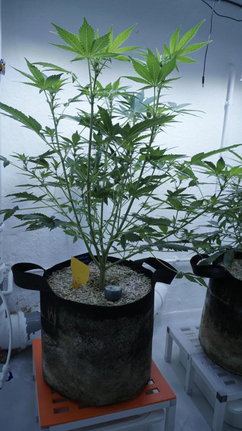 Russian Automatic X Sonnenerde. Week 7