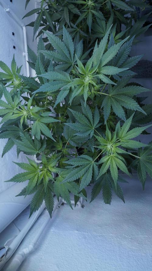 Russian Automatic X Sonnenerde. Week 7