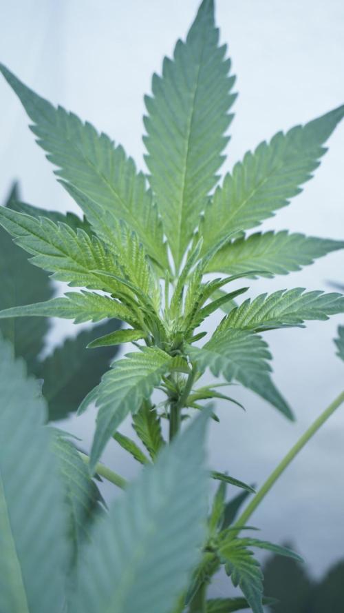 Russian Automatic X Sonnenerde. Week 7