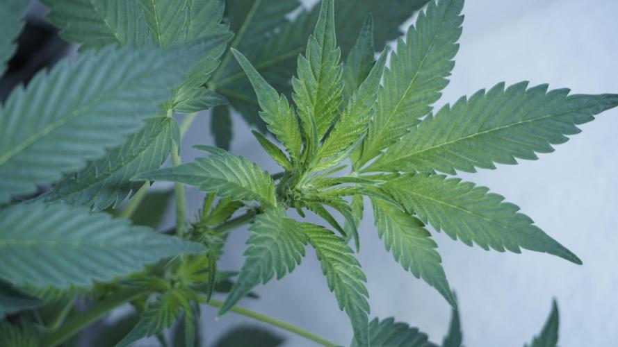 Russian Automatic X Sonnenerde. Week 7