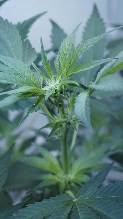 Russian Automatic X Sonnenerde. Week 7