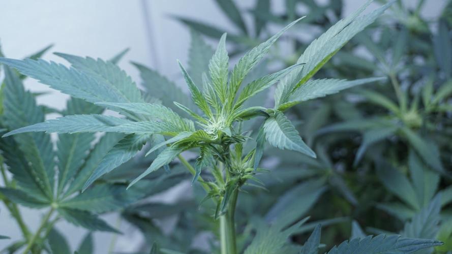 Russian Automatic X Sonnenerde. Week 7