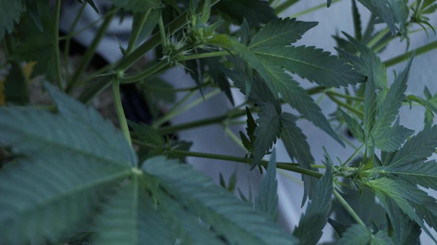 Russian Automatic X Sonnenerde. Week 7