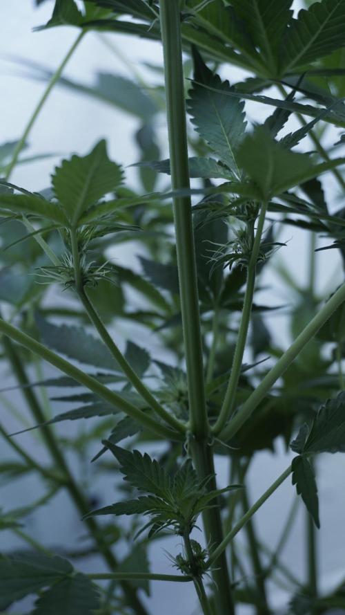 Russian Automatic X Sonnenerde. Week 7