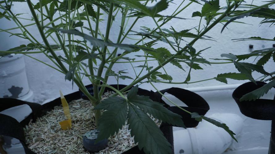 Russian Automatic X Sonnenerde. Week 7