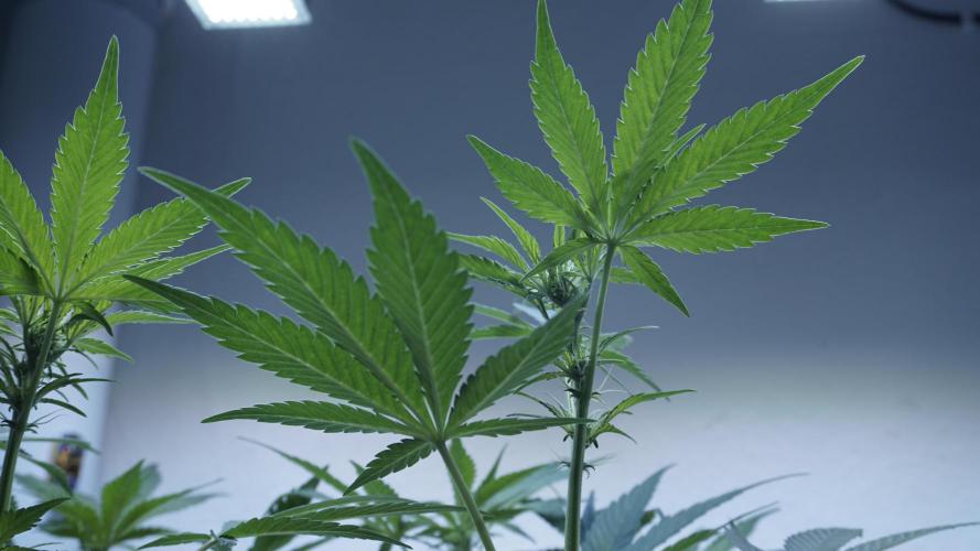 Russian Automatic. Week 7