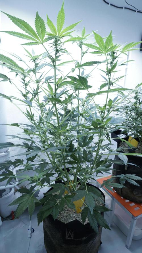 Russian Automatic X Sonnenerde. Week 8