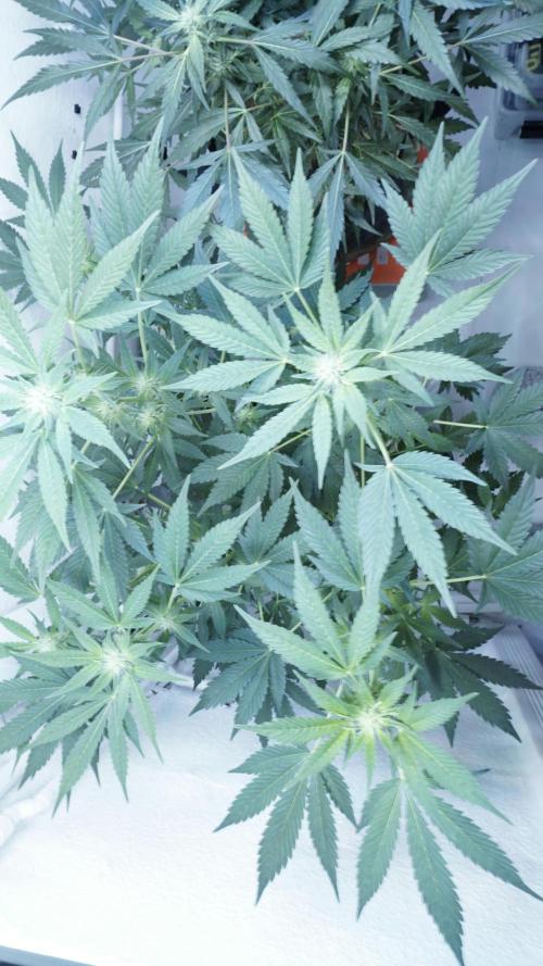 Russian Automatic X Sonnenerde. Week 8