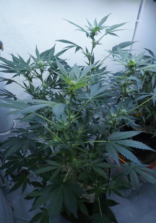 Russian Automatic X Sonnenerde. Week 8