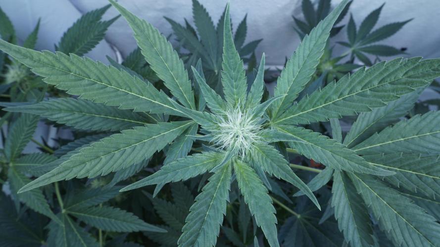 Russian Automatic X Sonnenerde. Week 8