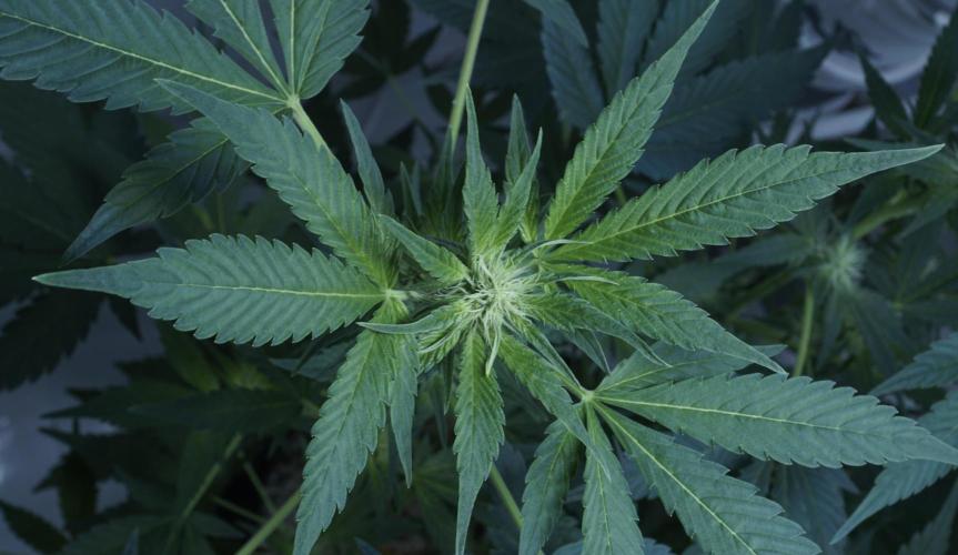 Russian Automatic X Sonnenerde. Week 8