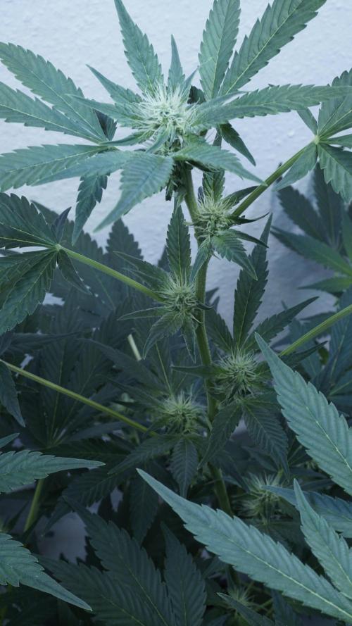Russian Automatic X Sonnenerde. Week 8