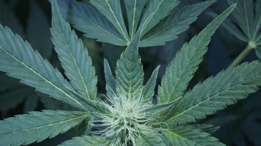 Russian Automatic X Sonnenerde. Week 8