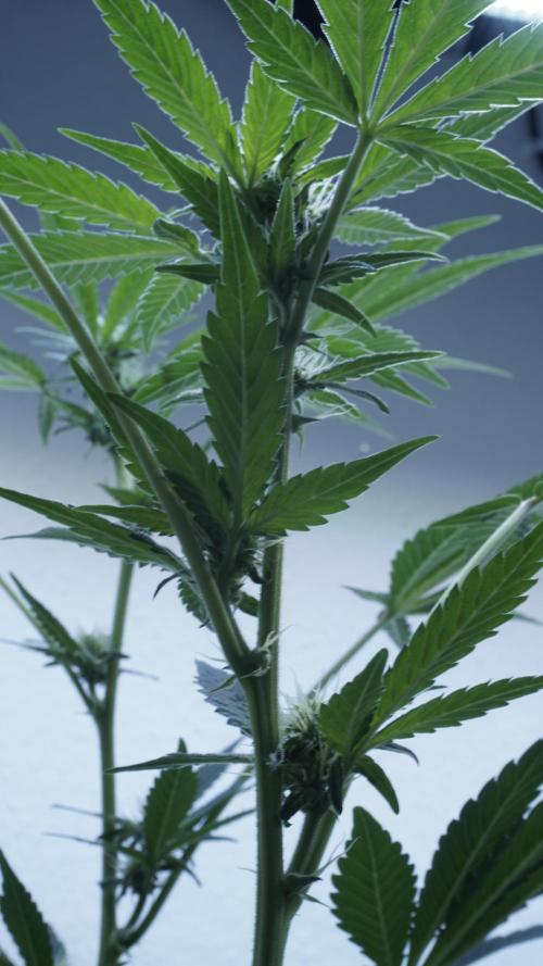 Russian Automatic X Sonnenerde. Week 8