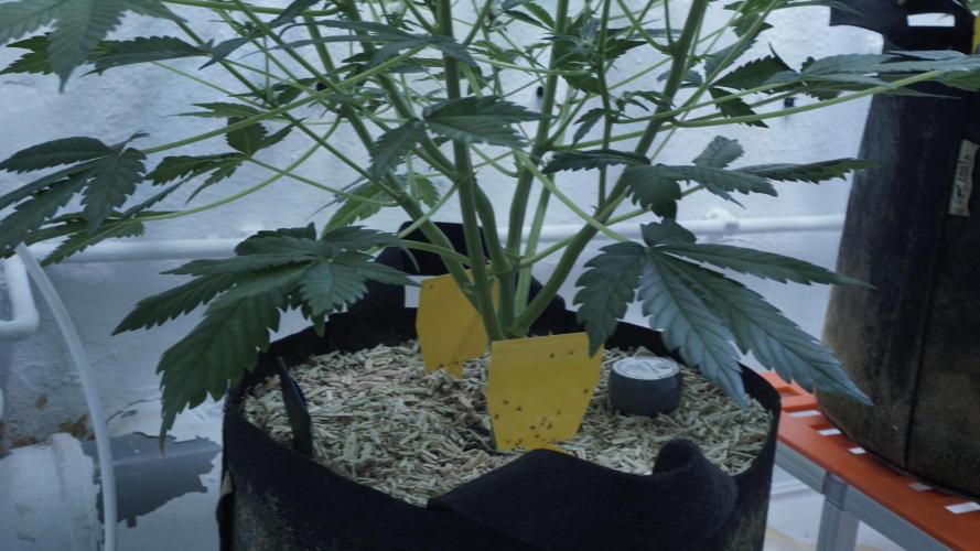 Russian Automatic X Sonnenerde. Week 8