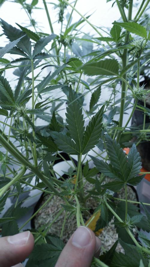 Russian Automatic. Week 8
