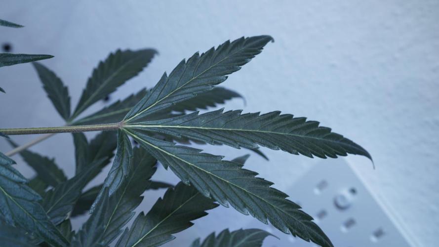 White Banana X Sonnenerde. Week 8