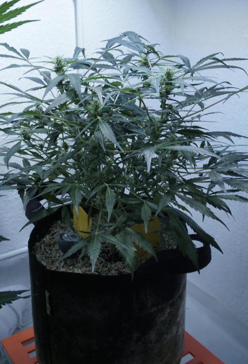 White Banana X Sonnenerde. Week 8
