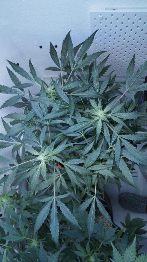White Banana X Sonnenerde. Week 8