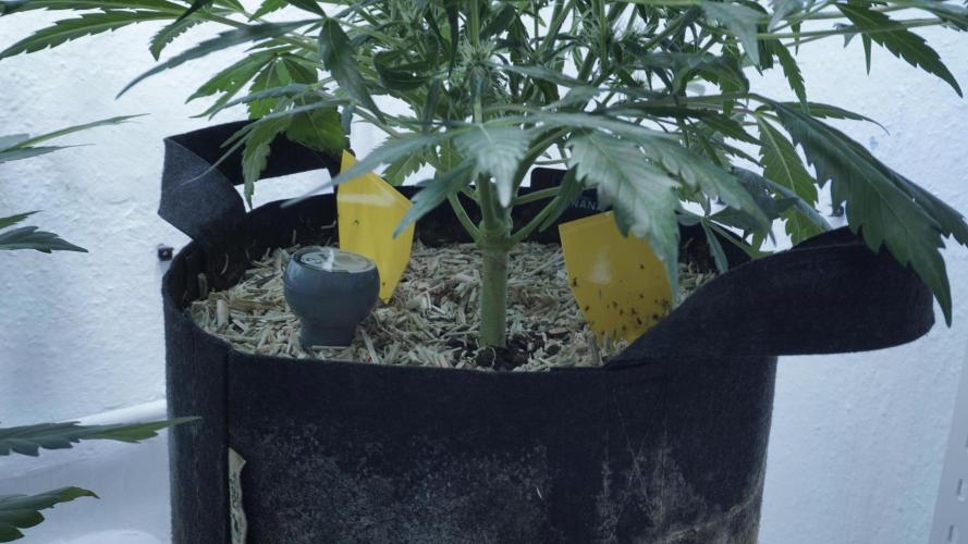 White Banana X Sonnenerde. Week 8