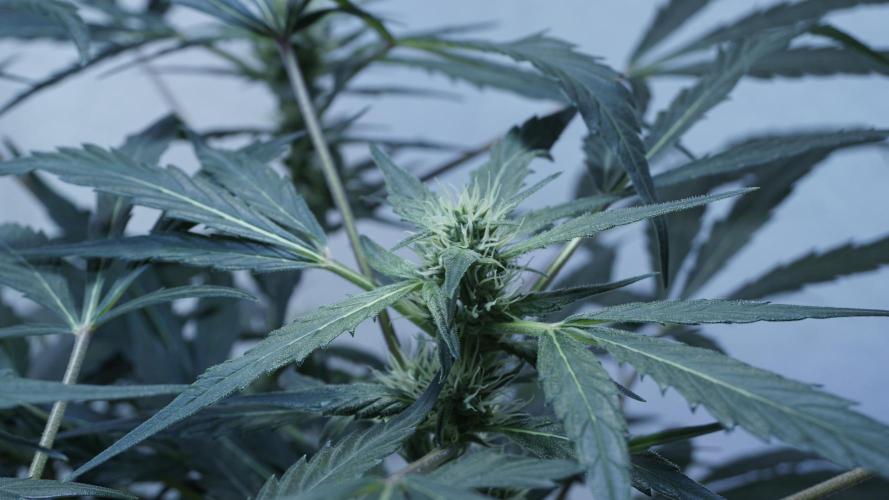 White Banana X Sonnenerde. Week 8