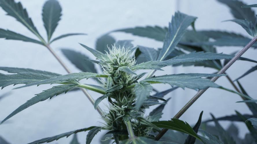 White Banana X Sonnenerde. Week 8