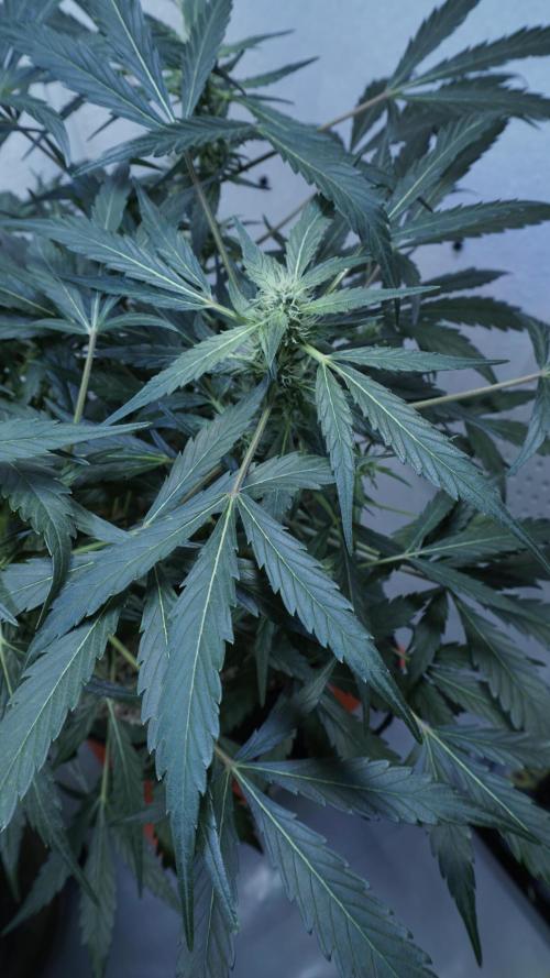 White Banana X Sonnenerde. Week 8