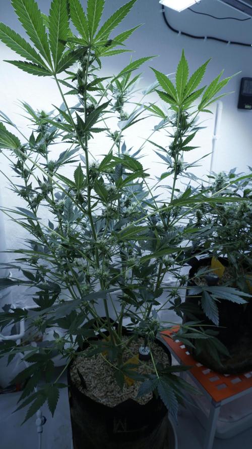 Russian Automatic X Sonnenerde. Week 9