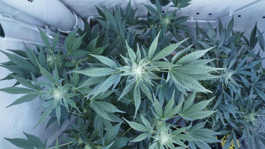 Russian Automatic X Sonnenerde. Week 9