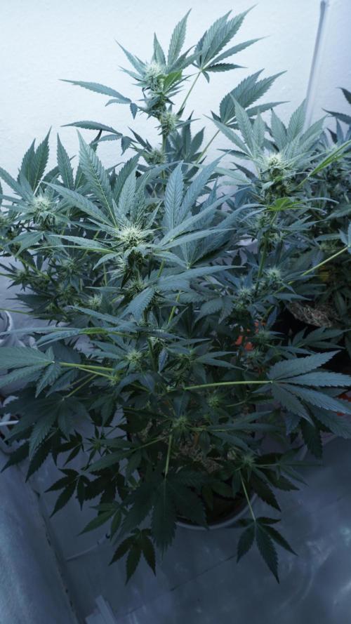 Russian Automatic X Sonnenerde. Week 9