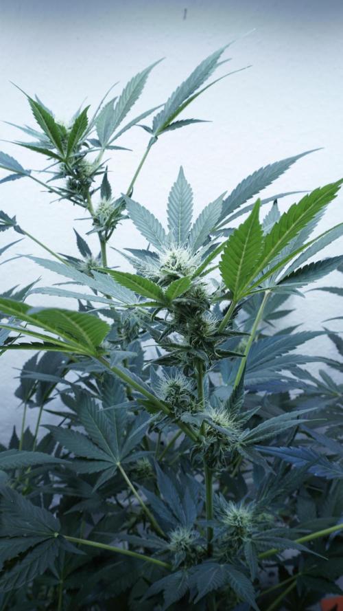Russian Automatic X Sonnenerde. Week 9