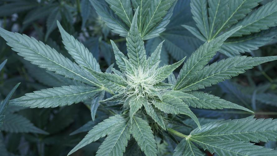 Russian Automatic X Sonnenerde. Week 9