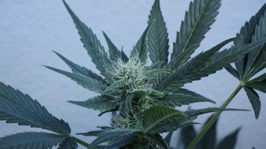 Russian Automatic X Sonnenerde. Week 9